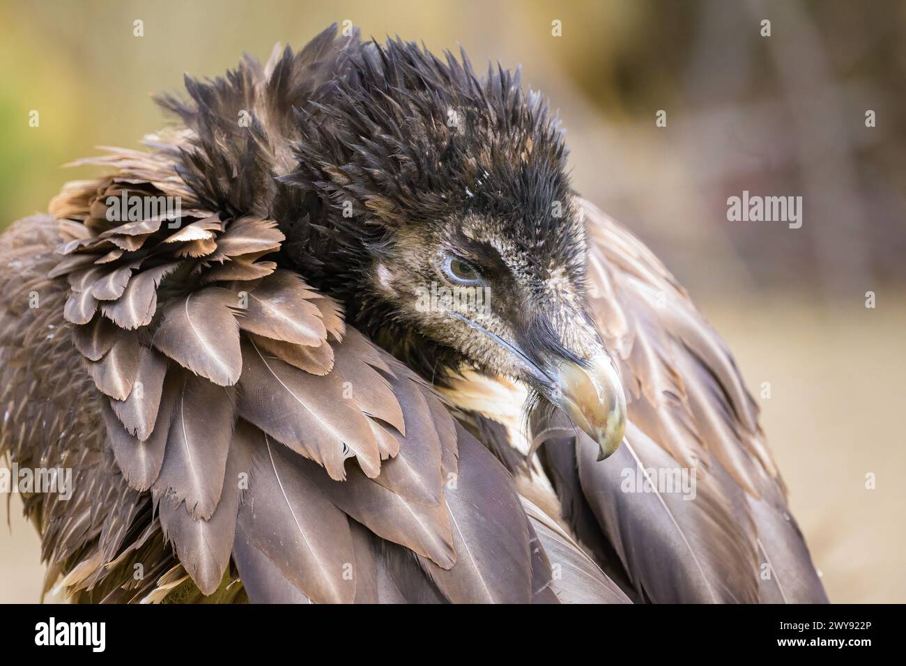 Ritratto di un giovane Avvoltoio barbuto in uno zoo, giorno nuvoloso in inverno Foto Stock