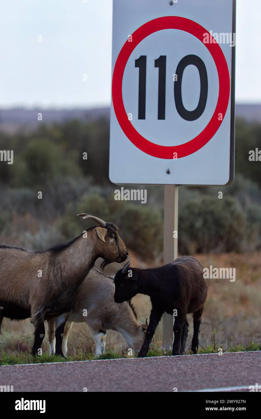 Capre selvatiche che pascolano accanto alla Barrier Highway, un pericolo di traffico a Yunta South Australia Foto Stock