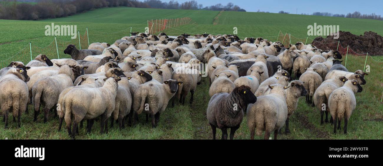 Pecore domestiche dalla testa nera (Ovis gmelini aries) in attesa del nuovo pascolo, Meclemburgo-Vorpommern, Germania Foto Stock