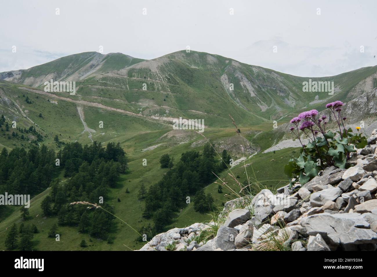 Montgenevre paesaggio, montagna, fiore, francia Foto Stock