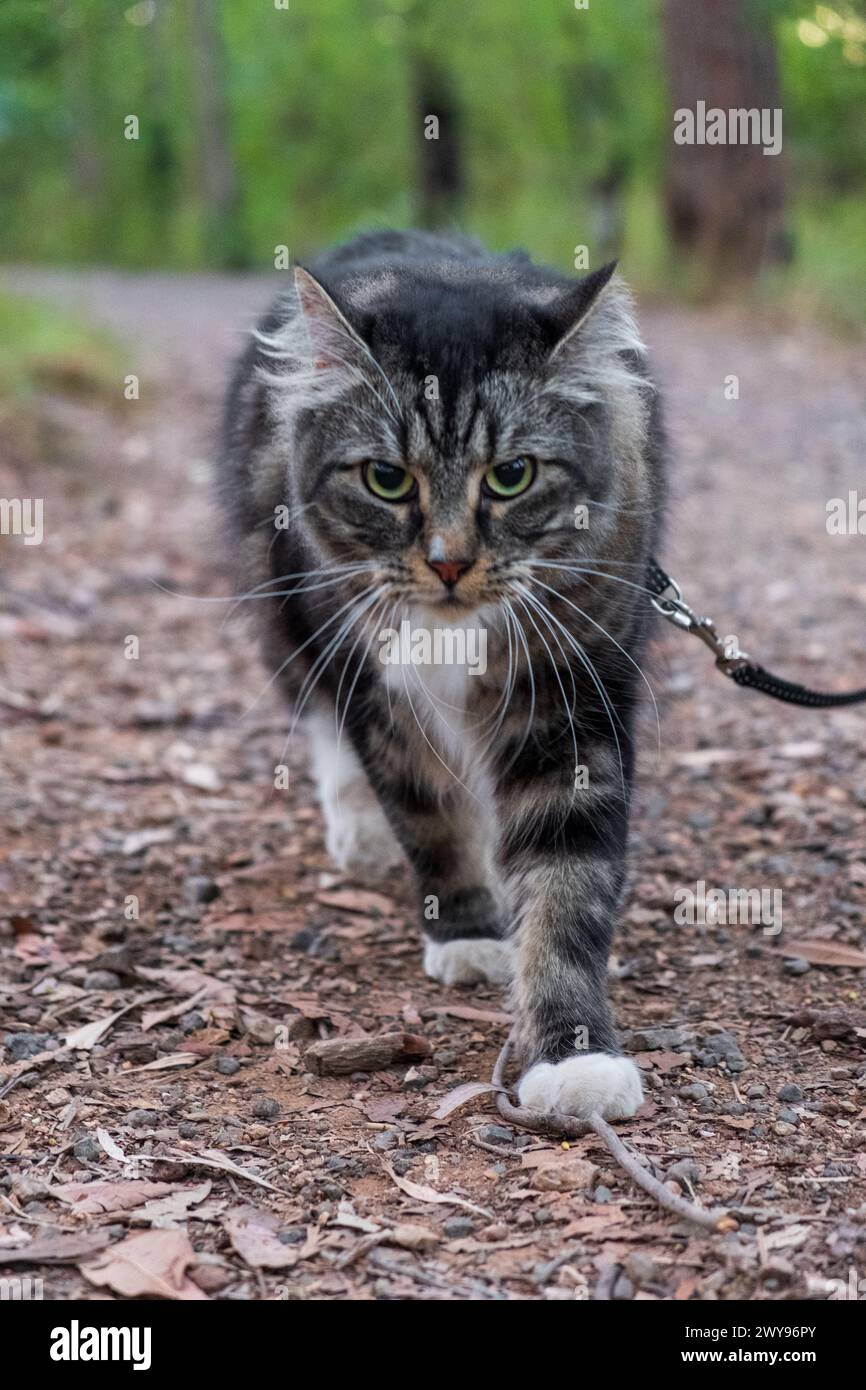 Un gatto della foresta dall'aspetto feroce al guinzaglio si allontana con sicurezza lungo un sentiero della foresta, gli occhi si bloccano in avanti e la zampa si muove a metà passo. Foto Stock