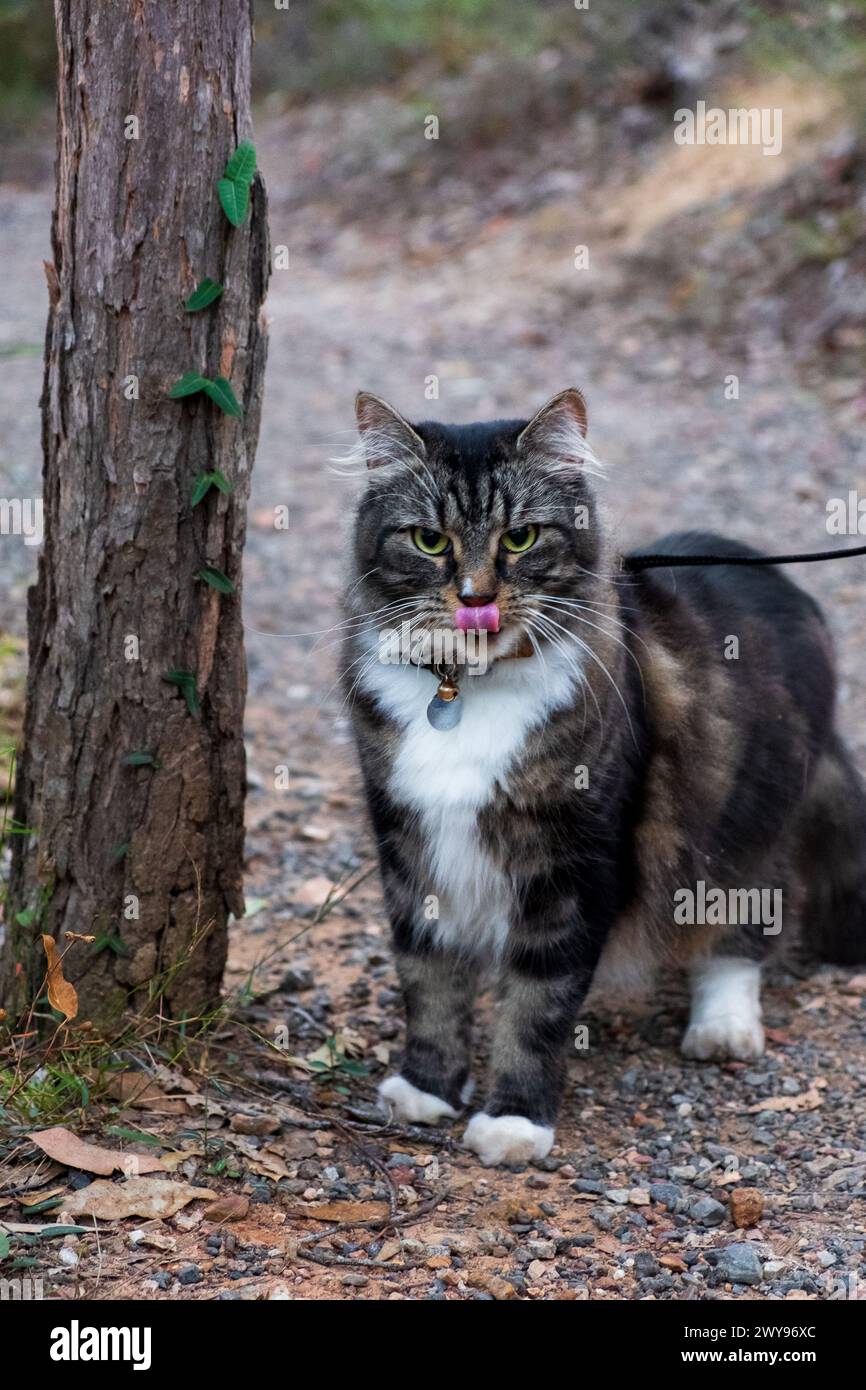 Un curioso gatto della foresta al guinzaglio esplora un sentiero nella foresta, catturato a metà strada con occhi verdi piercing e baffi d'allarme. Foto Stock