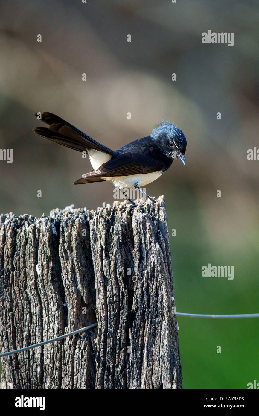 Una coda di rondine di willie si trova su un palo rustico, con le sue eleganti piume bianche e nere che brillano nella soffice luce naturale del mattino. Foto Stock Una coda di rondine di willie si trova su un palo rustico, con le sue eleganti piume bianche e nere che brillano nella soffice luce naturale del mattino. Foto Stock