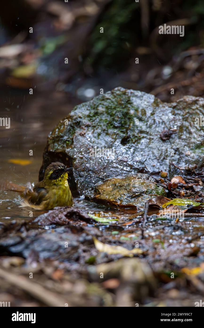 Un piccolo uccello giallo fa un rinfrescante bagno nella foresta in un ruscello roccioso, spruzzando gocce d'acqua mentre si raffredda nel suo habitat naturale. Foto Stock