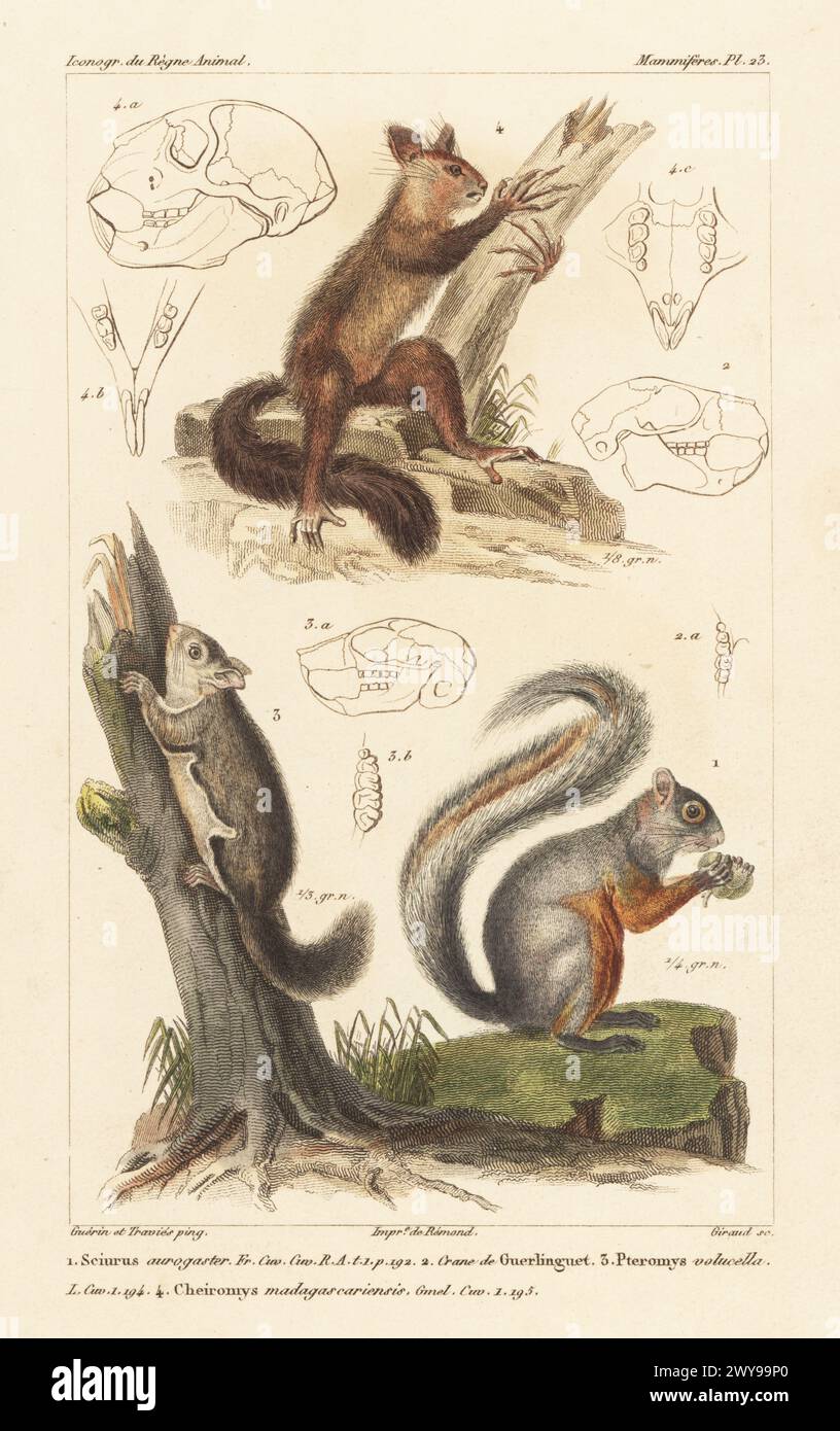 Scoiattolo grigio messicano, Sciurus aureogaster 1, cranio dello scoiattolo di Ingram, Sciurus ingrami 2, scoiattolo volante meridionale o assapano, Glaucomys volans 3 e aye-aye, Daubentonia madagascariensis 4. Incisione a mano di Eugene Giraud su lastra di rame di Felix-Edouard Guérin-Méneville e Édouard Traviès da Iconographie du règne Animal de George Cuvier di Guérin-Méneville, Iconography of the Animal Kingdom di George Cuvier, J. B. Bailliere, Parigi, 1829-1844. Foto Stock