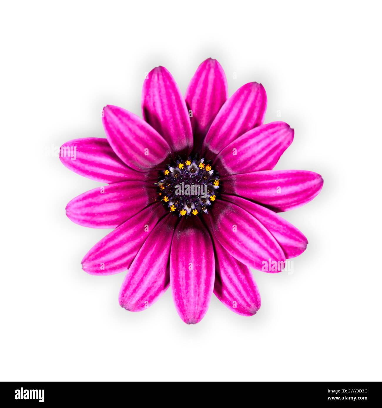 Foto isolata di un fiore a margherita viola in fiore su sfondo bianco. Foto Stock