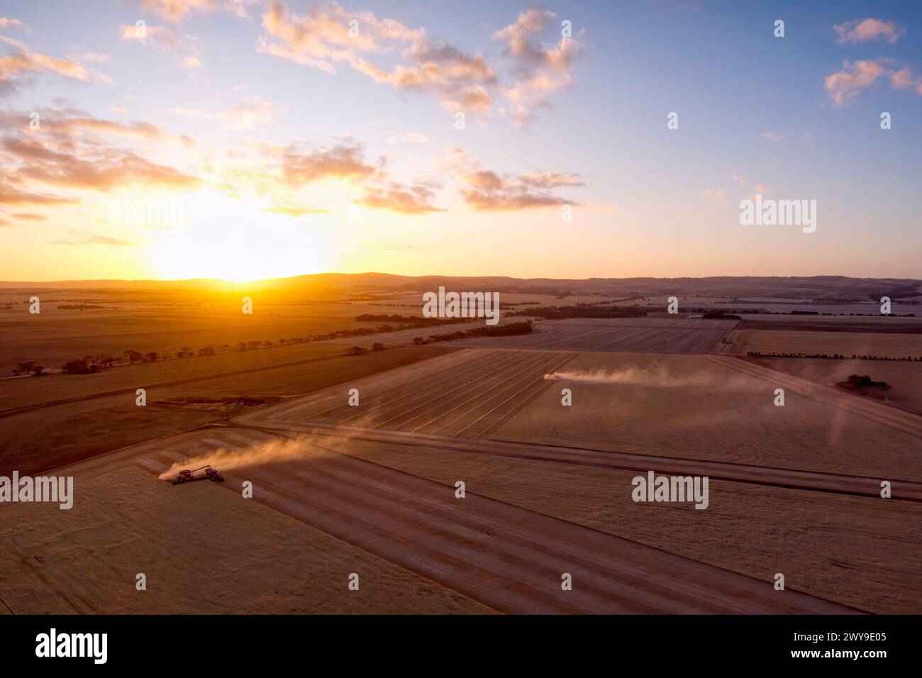 L'antenna sopra la mietitrebbia raccoglie un campo di grano al tramonto vicino alla penisola di Eyre, Australia meridionale, a Tumby Bay Foto Stock