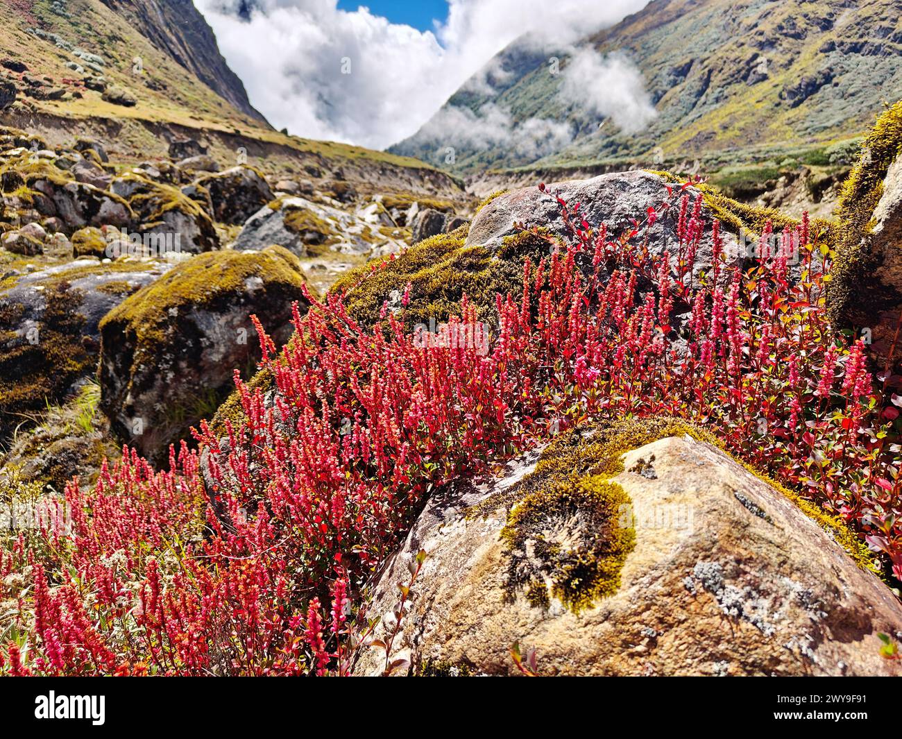 Vivace erica rosa in fiore sul terreno di montagna. Foto Stock