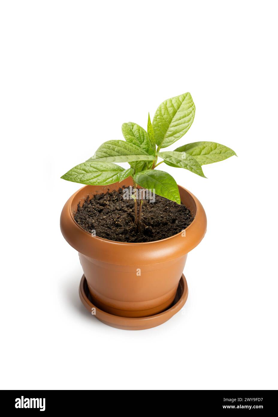 Avocado sapling con nuove foglie in Un piccolo vaso di plastica, isolato su superficie bianca Foto Stock