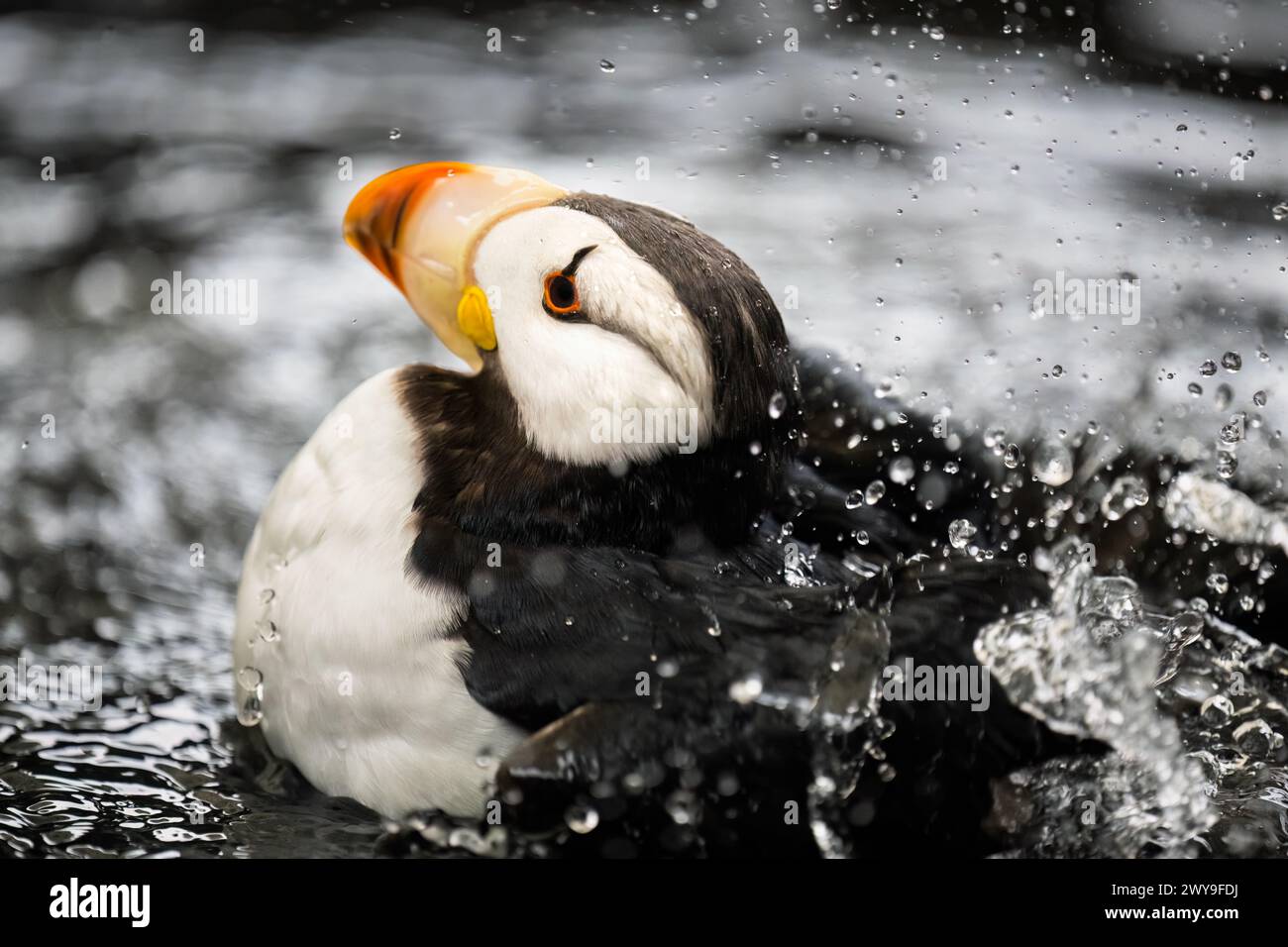 Puffin corna (Fratercula corniculata), Alaska, Stati Uniti. Foto Stock