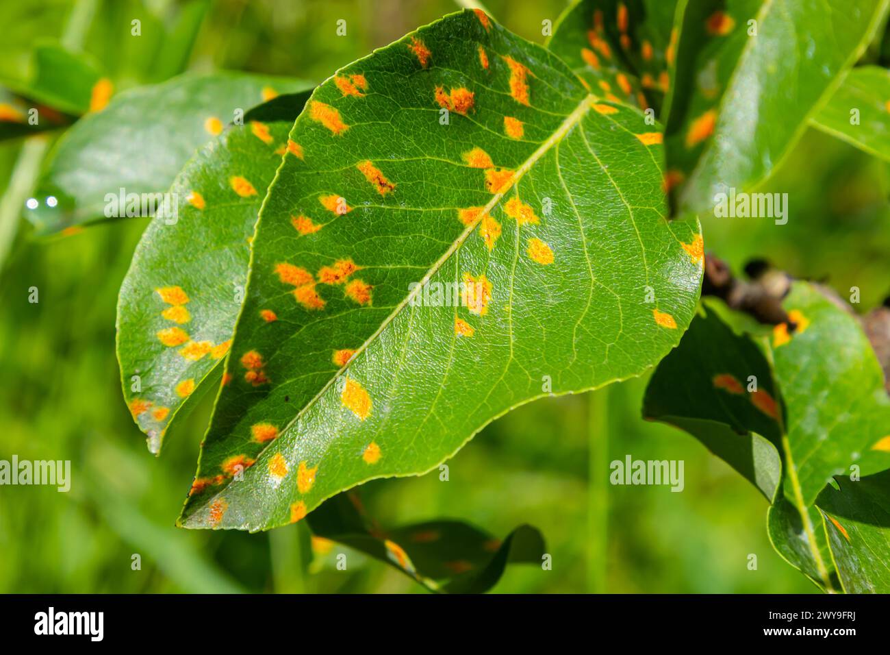 Foglie di pera con infestazione da ruggine di pera. Foto Stock