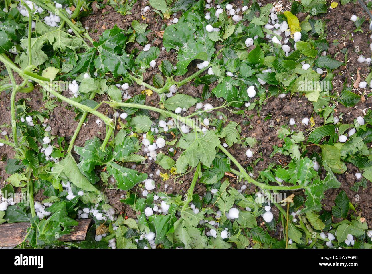 Giardino squash fogliame a terra dopo una tempesta di grandine Foto Stock