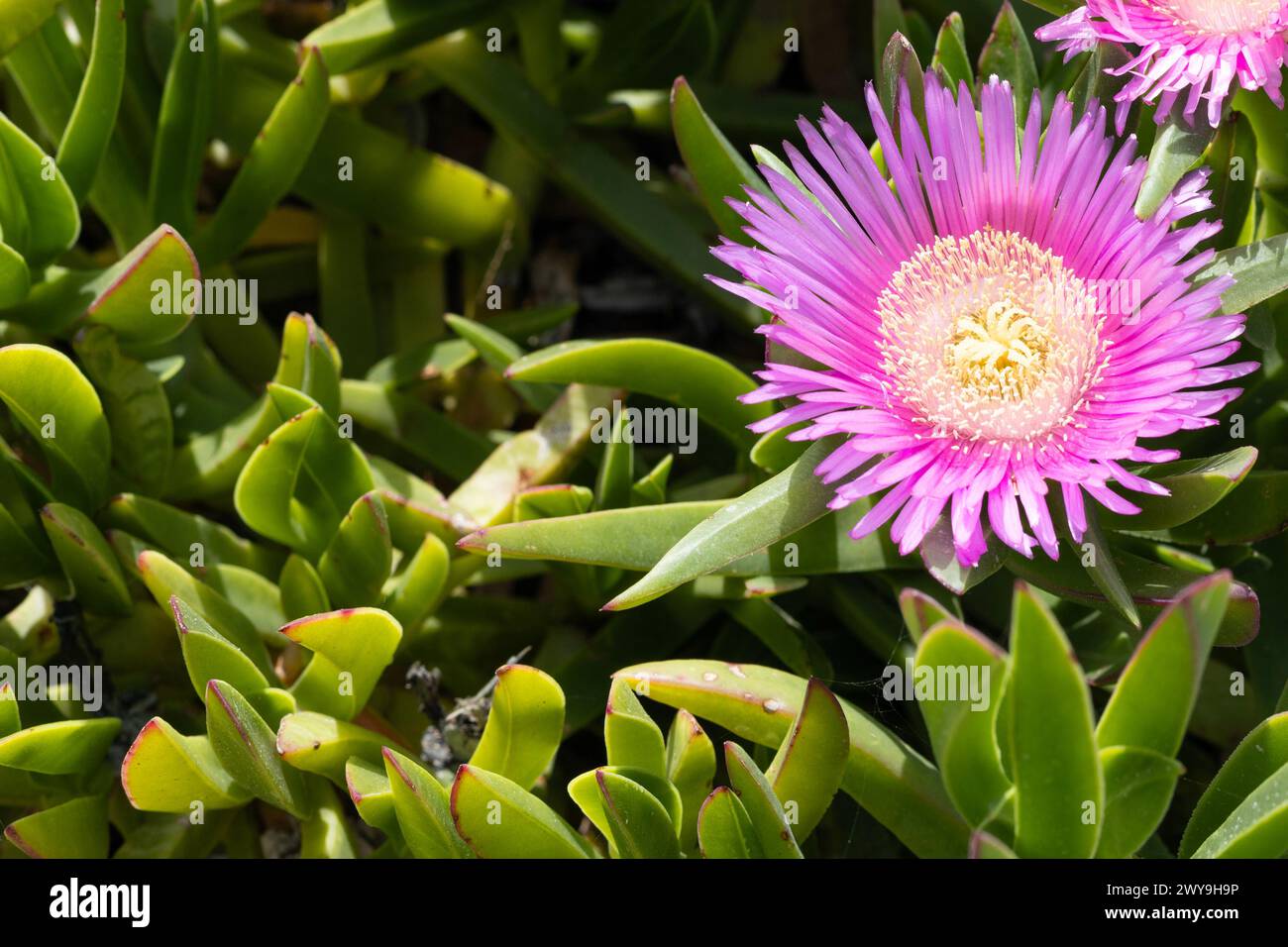 Fiore succulento della pianta del ghiaccio rosa. Carpobrotus edulis a Cipro Foto Stock