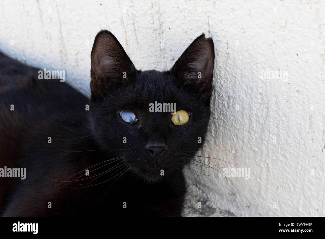 Gatto nero con eterocromia o un occhio malato, danneggiato/ Foto Stock