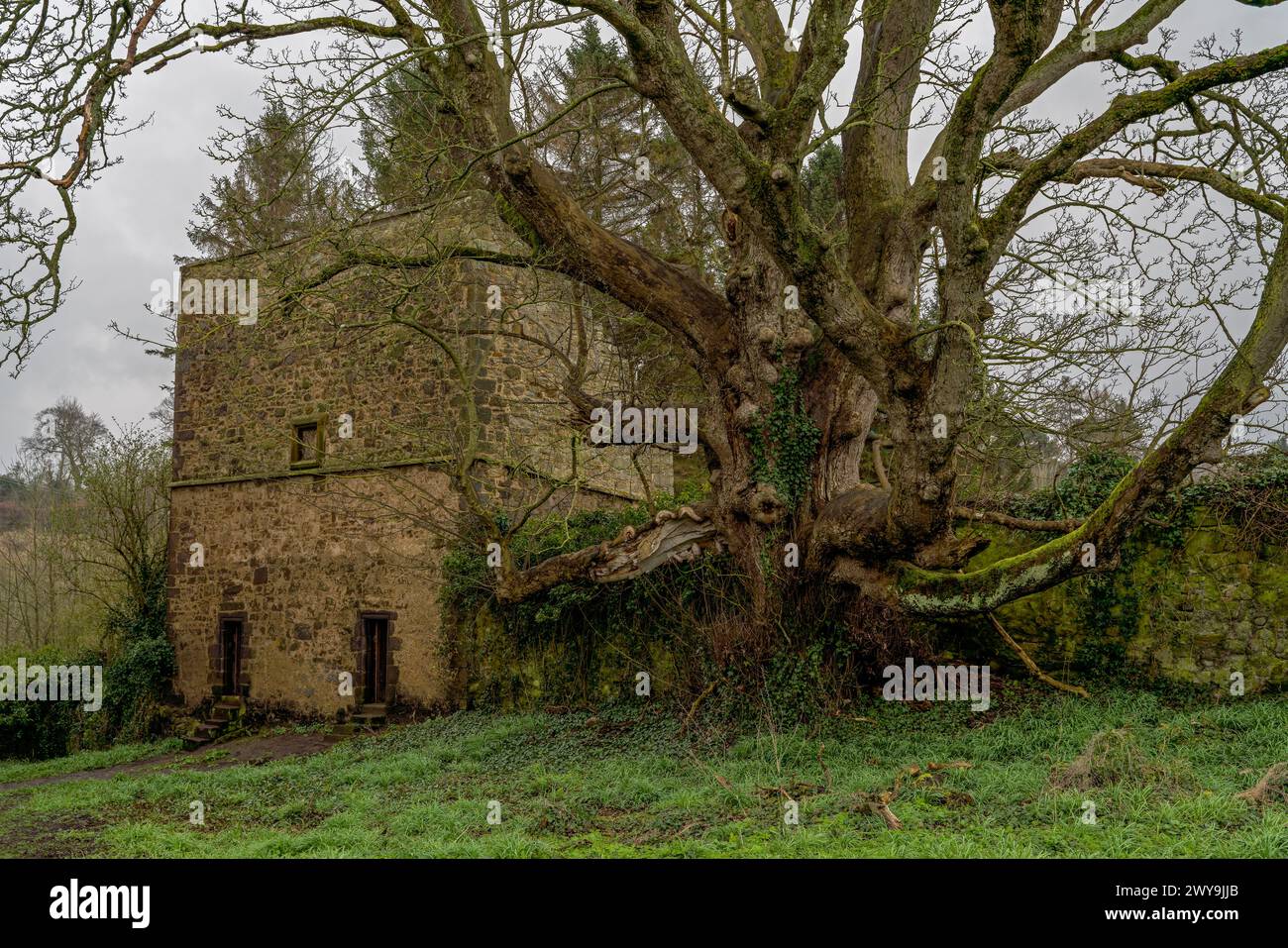 La colombe del castello di Midhope incorniciata da un antico albero. Foto Stock