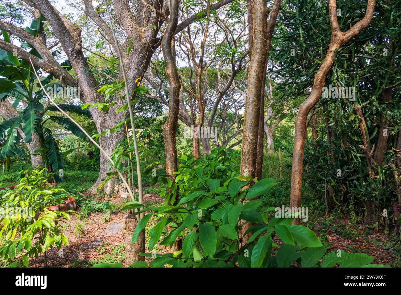 Foto ravvicinata degli alberi nella giungla tropicale Foto Stock