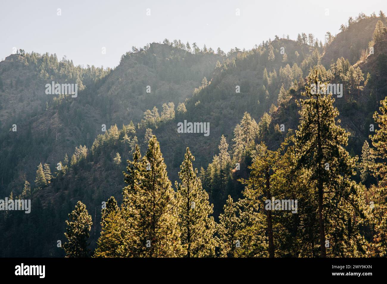 Retroilluminare gli alberi della foresta sul lato della montagna Foto Stock