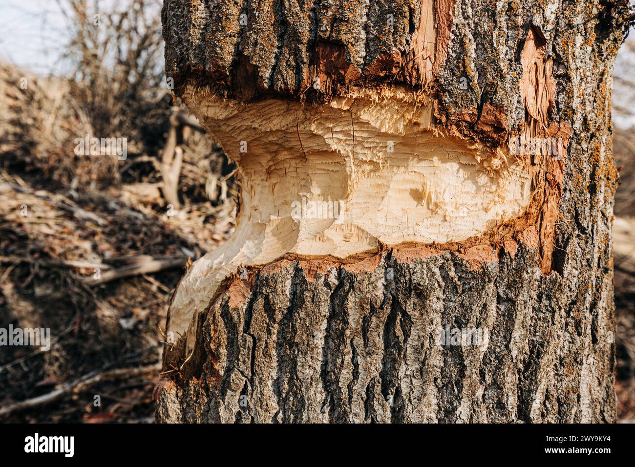 Albero danneggiato a causa dell'attività del castoro Foto Stock