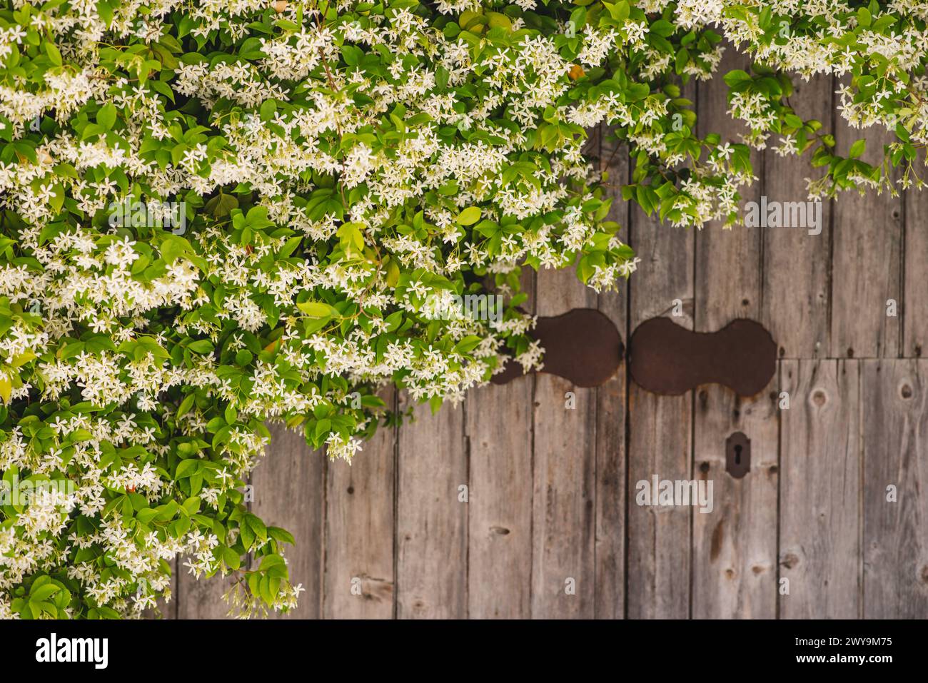 Vecchia porta di legno con fiori Foto Stock