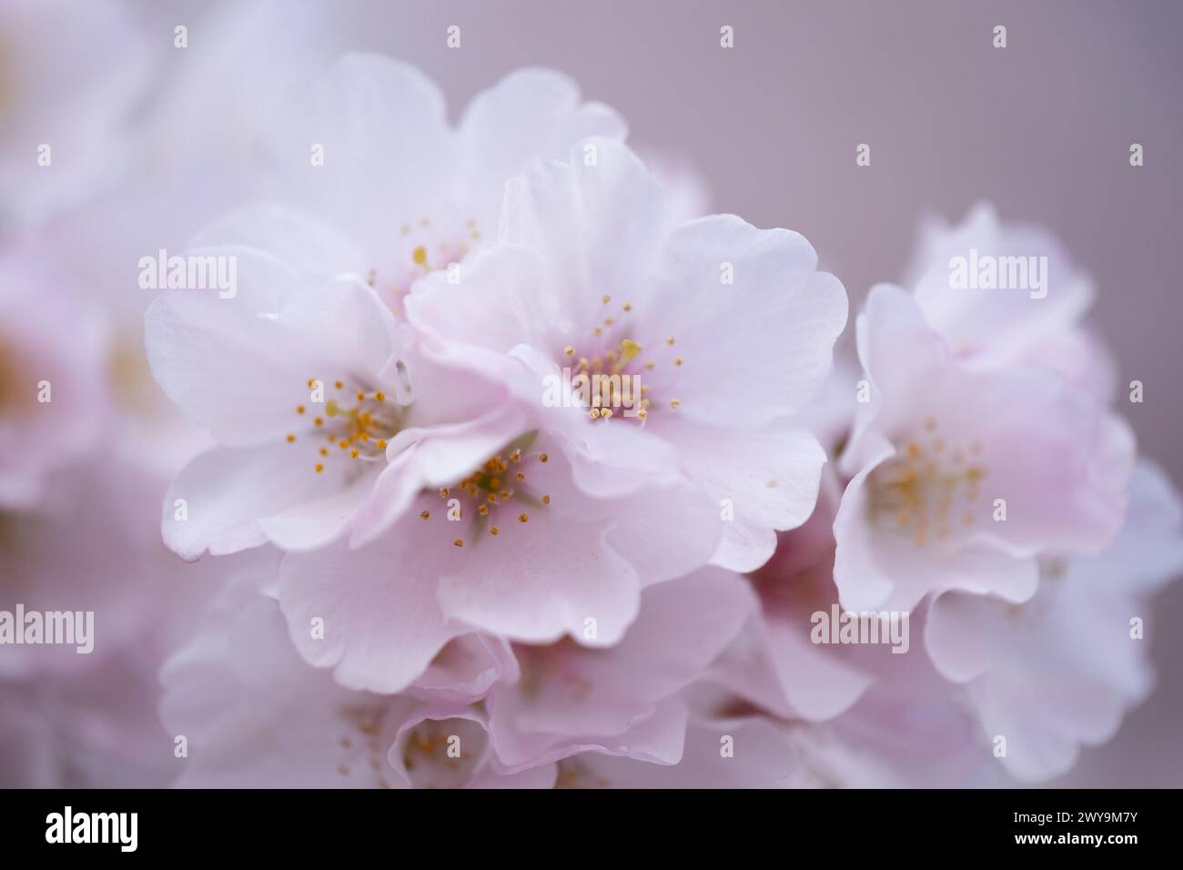 I ciliegi fioriscono lungo Tidal Basin a Washington, D.C. Foto Stock