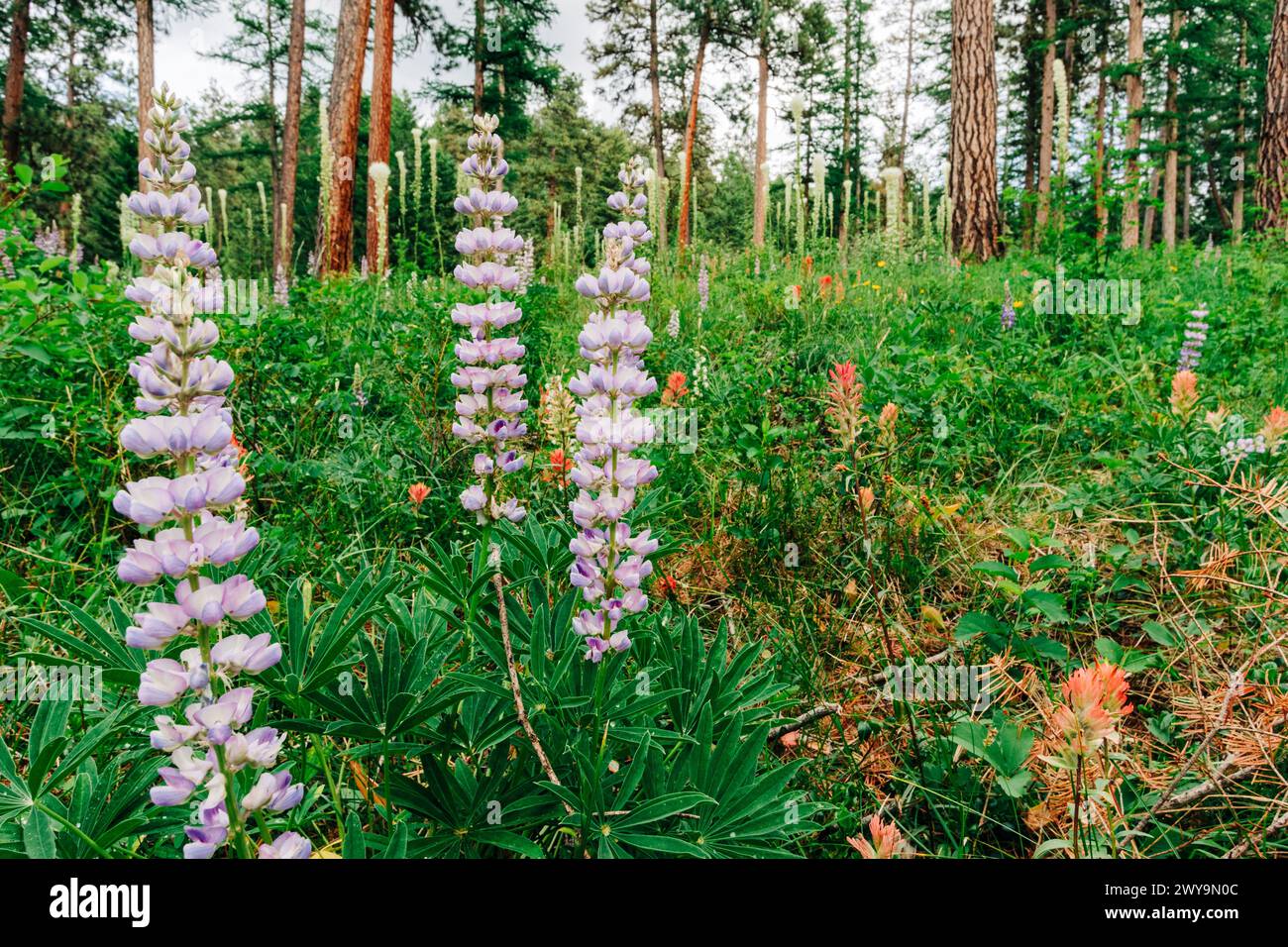 Fiori selvatici di Lupine e pennello indiano nella foresta Foto Stock