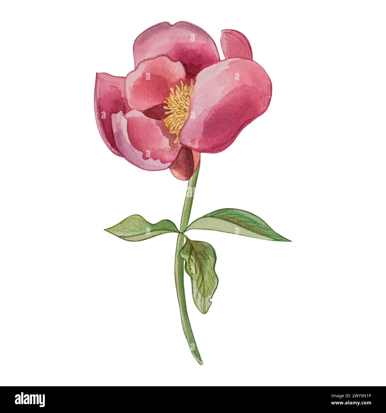 Peonia rosa, stelo, verde, petalo, fiore primaverile, foglia. L'illustrazione è dipinta ad acquerello su sfondo bianco. Ideale per decorazioni, carte Foto Stock