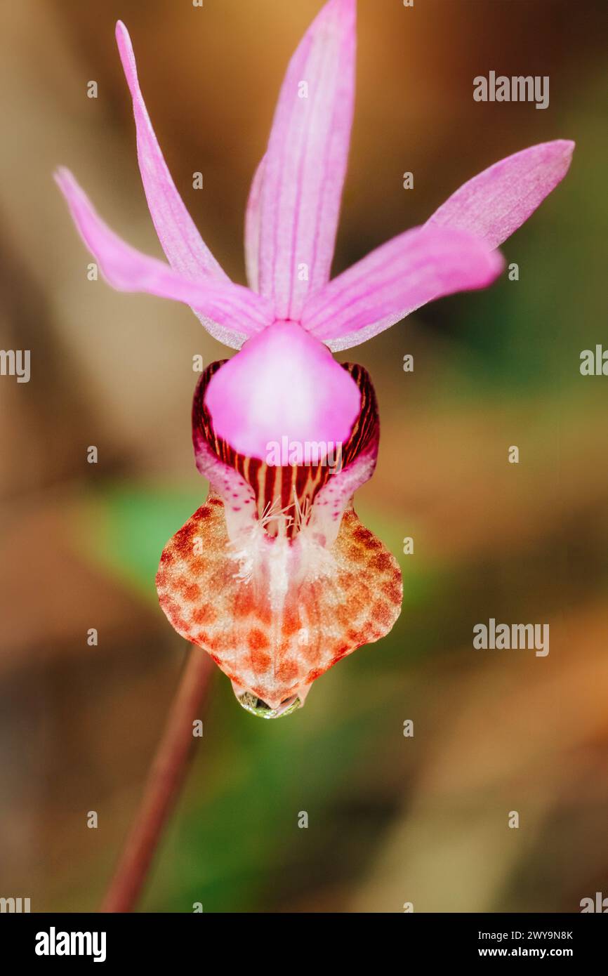 Foto macro di una singola pantofola rosa di orchidea selvatica con goccia d'acqua Foto Stock