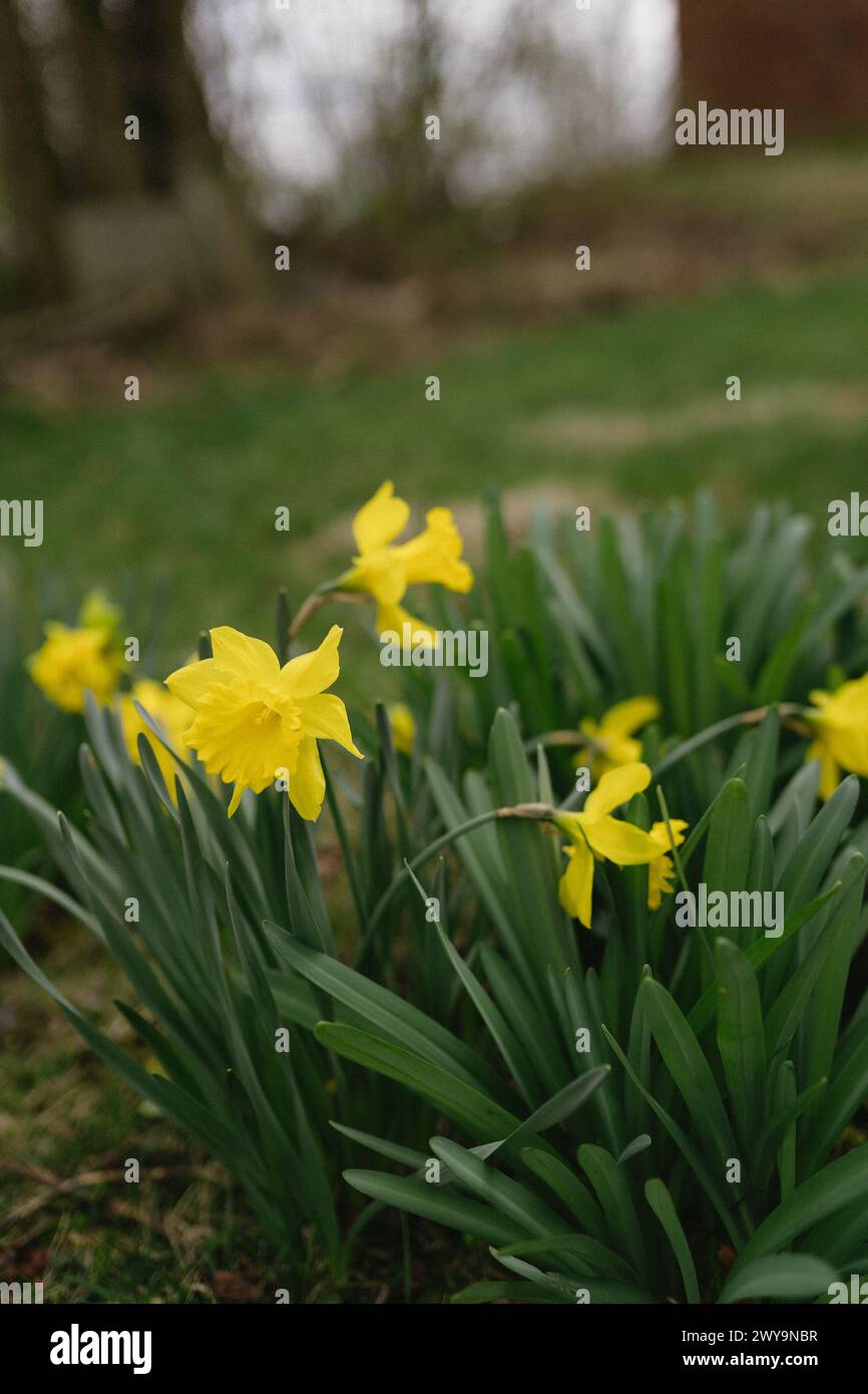 narcisi gialli che crescono nel cortile in primavera Foto Stock