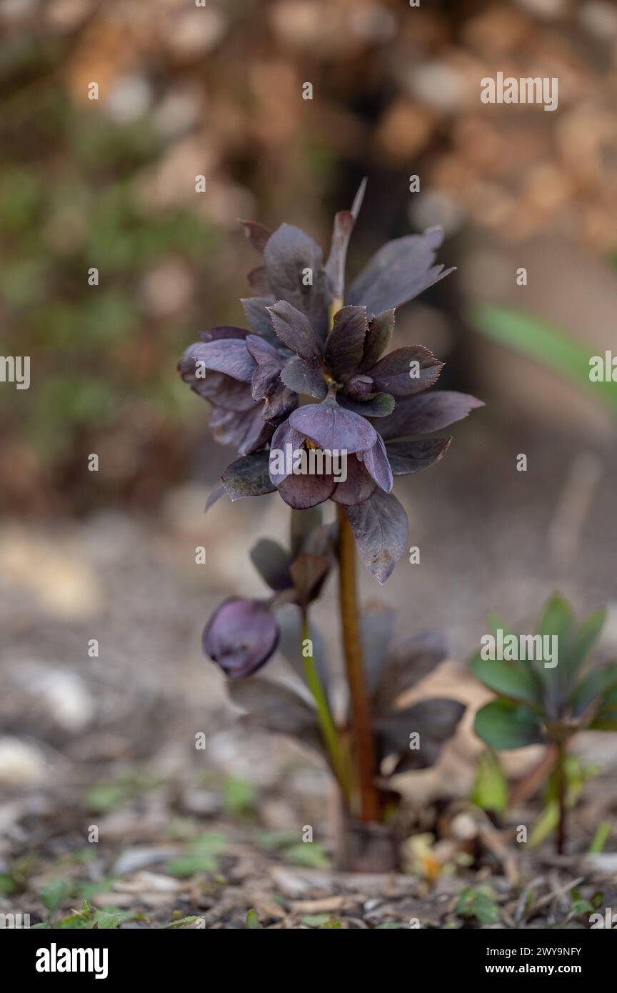 Black Hellebore che fiorisce in un giardino Foto Stock