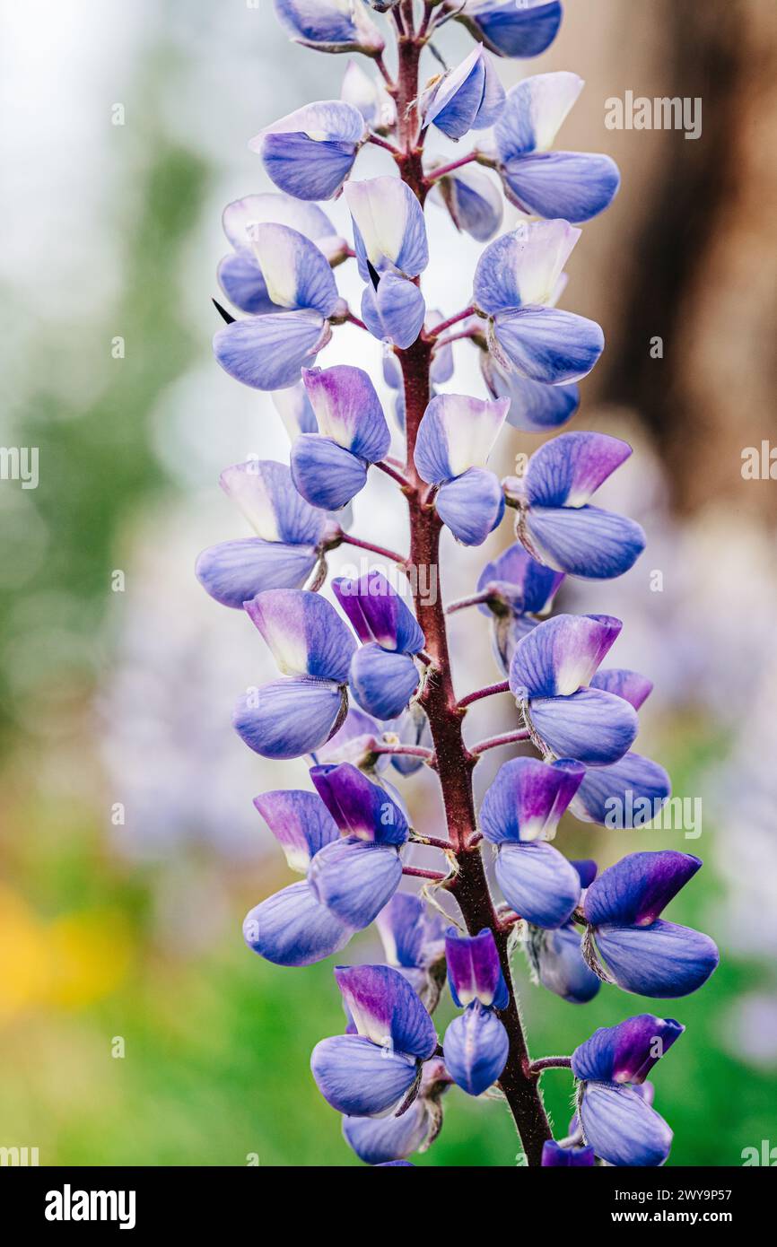 Macro shot di fiori selvatici di lupino viola con bokeh Foto Stock