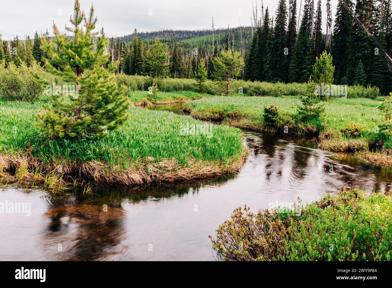 Torrente bucolico che si snoda attraverso la lussureggiante campagna del Montana Foto Stock