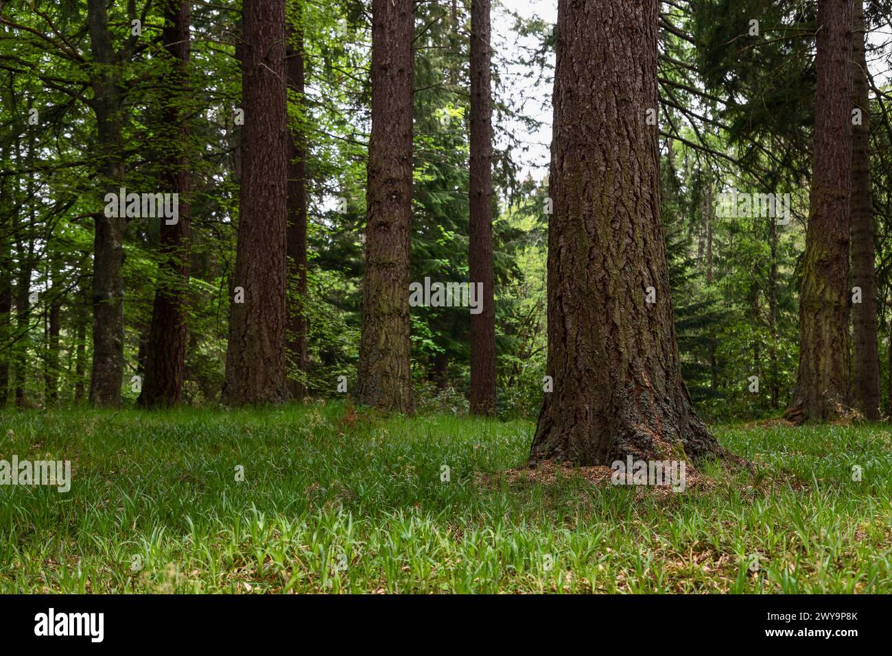 Bosco scozzese da una prospettiva a livello del suolo. Il verdeggiante sottobosco e gli alberi illustrano la bellezza tranquilla e la diversità ecologica delle fores Foto Stock