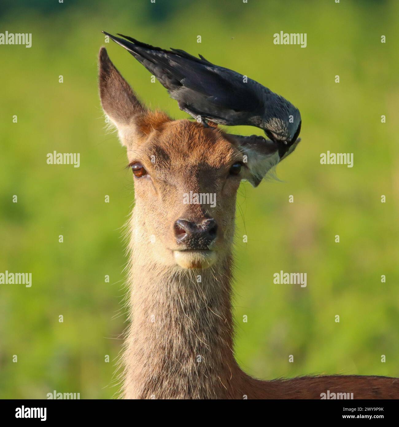 Jackdaw che raccoglie cervi a riposo. Le immagini COMICHE DI LONDRA mostrano un Jackdaw che raccoglie le orecchie e gli occhi di un cervo incolto. Catturato a Richmond Park n Foto Stock