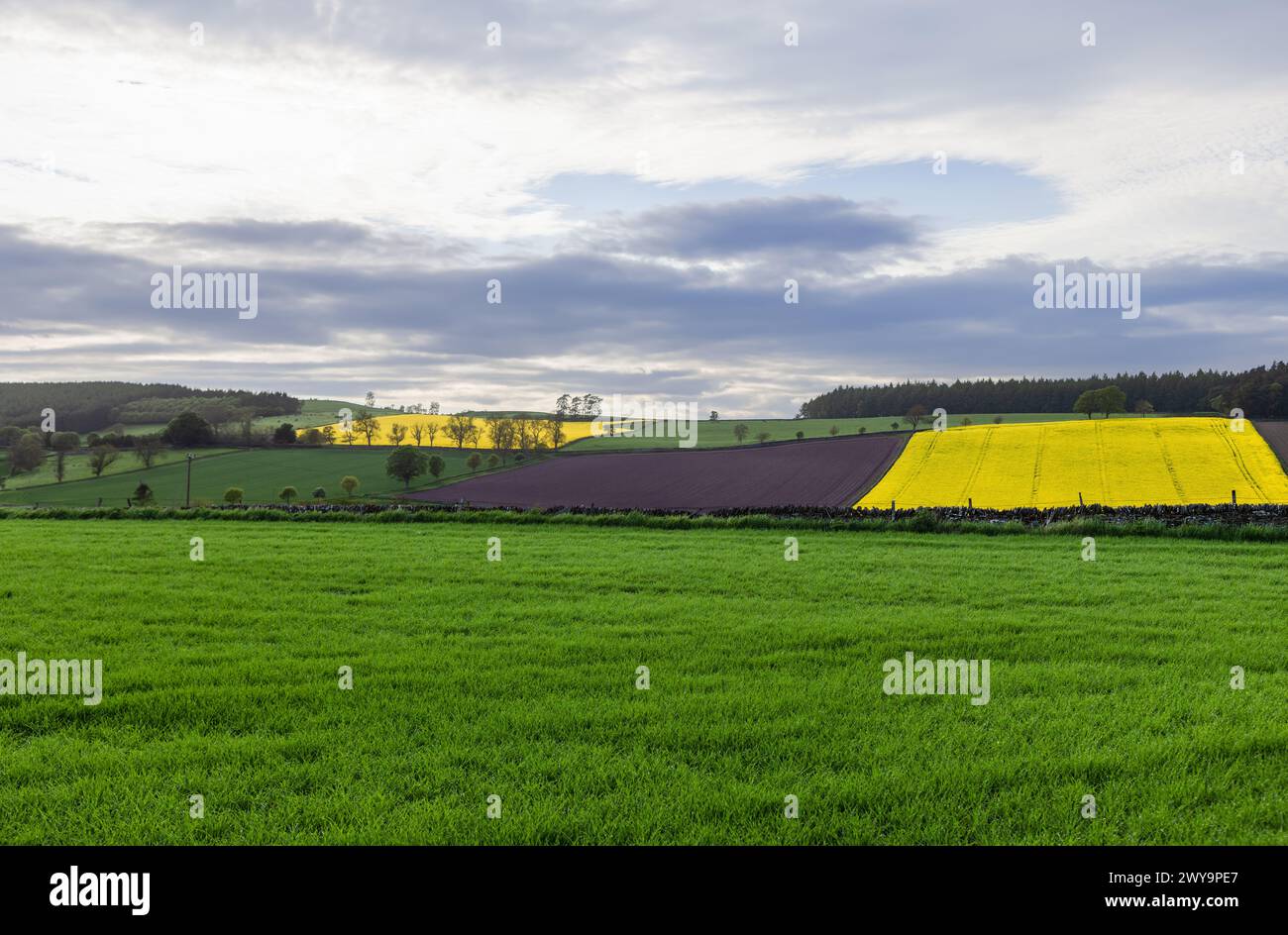 I terreni agricoli scozzesi presentano vivaci campi di colza gialli adiacenti a terreni appena arati e non piantati, sotto un cielo dinamico Foto Stock