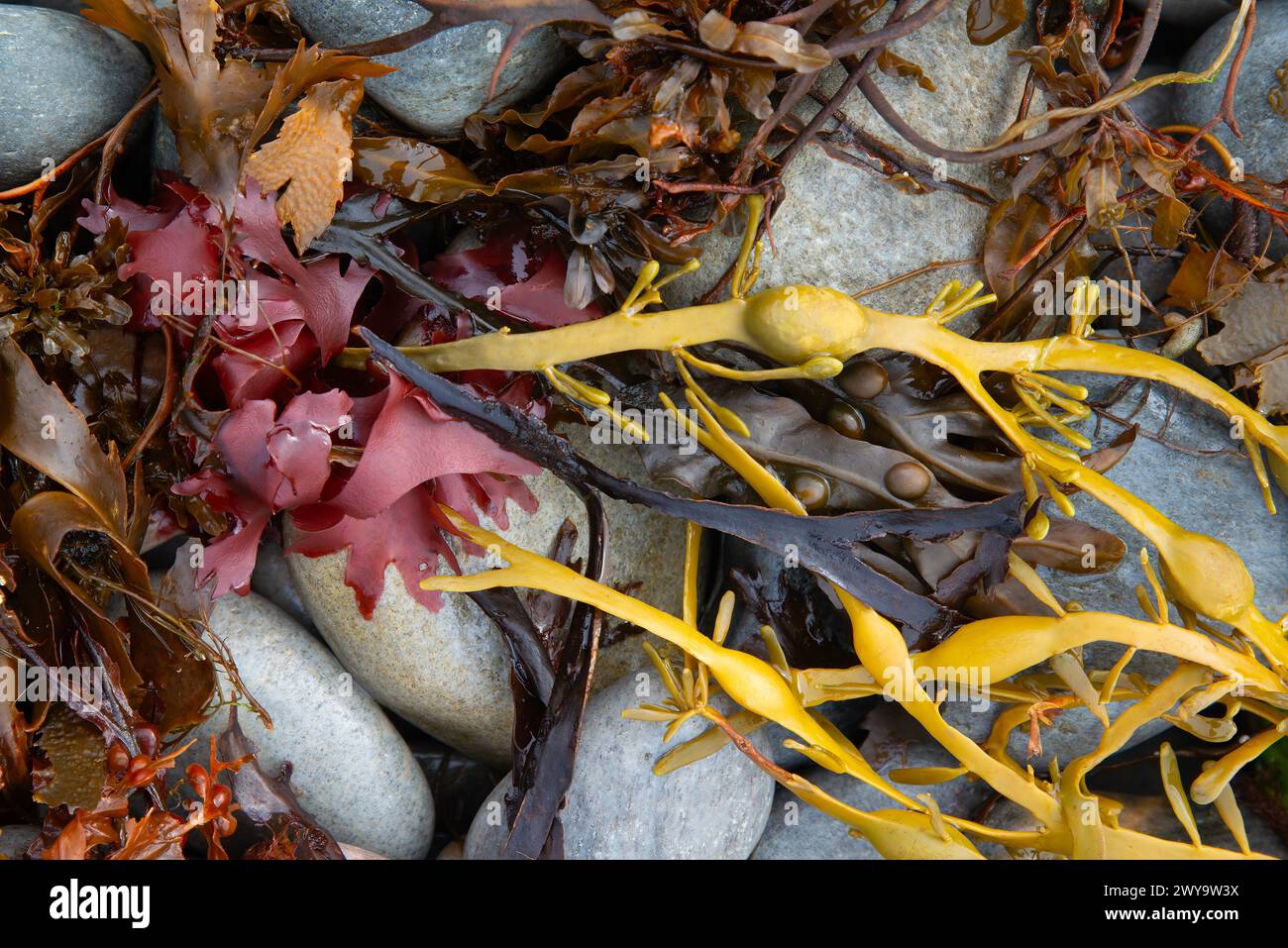 Wrack colorato autunnale e alghe marine si lavavano su ciottoli Foto Stock