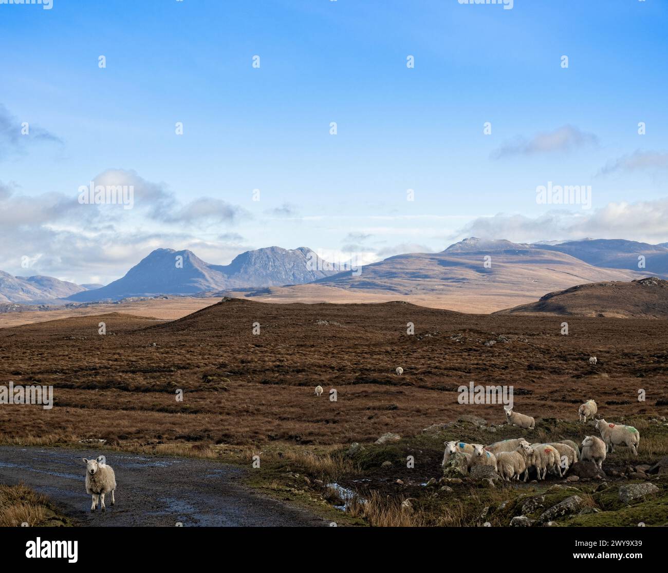 Pecore e strada a binario singolo con assenso e montagne di Coigach all'orizzonte Foto Stock