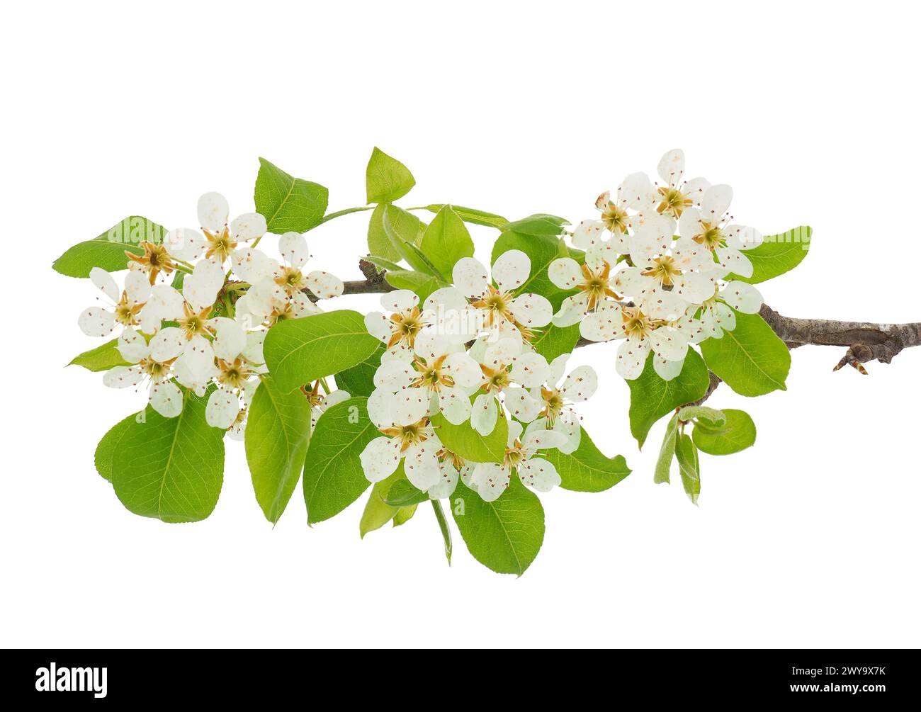 Ramo comune di pere in fiore isolato su sfondo bianco, Pyrus communis Foto Stock