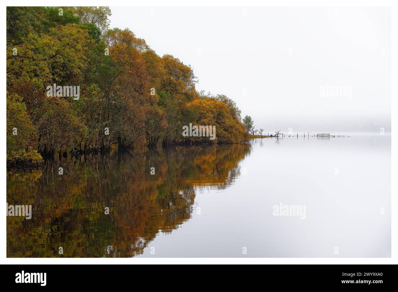 Alberi delle isole che si riflettono nel Loch Awe in una nebbiosa mattina d'autunno, nelle Highlands scozzesi Foto Stock