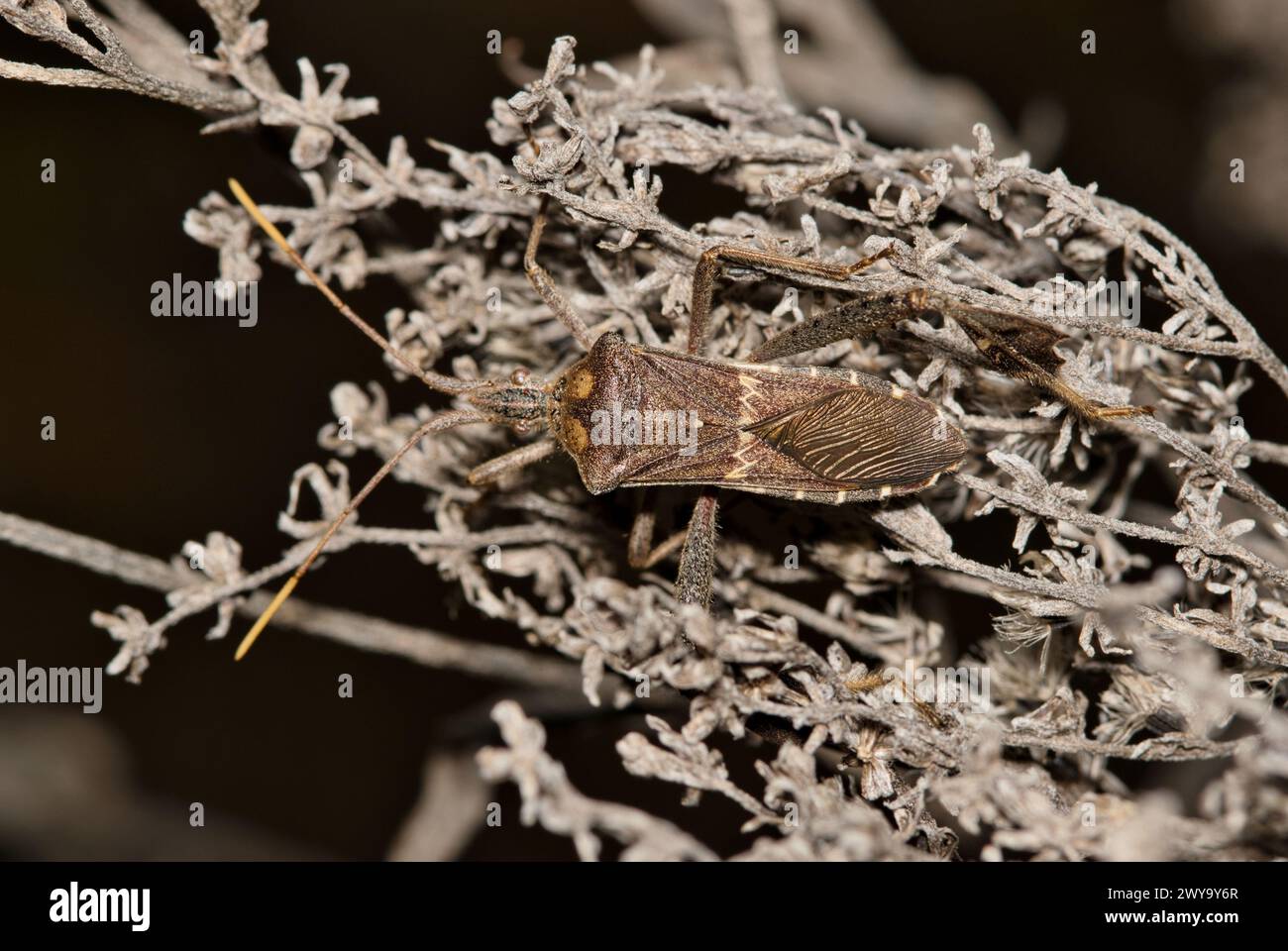 Insetto con piede di foglia orientale (Leptoglossus phyllopus) su piante morte, natura primaverile parassita controllo dorsale macro. Nativi degli Stati Uniti meridionali e del Messico. Foto Stock