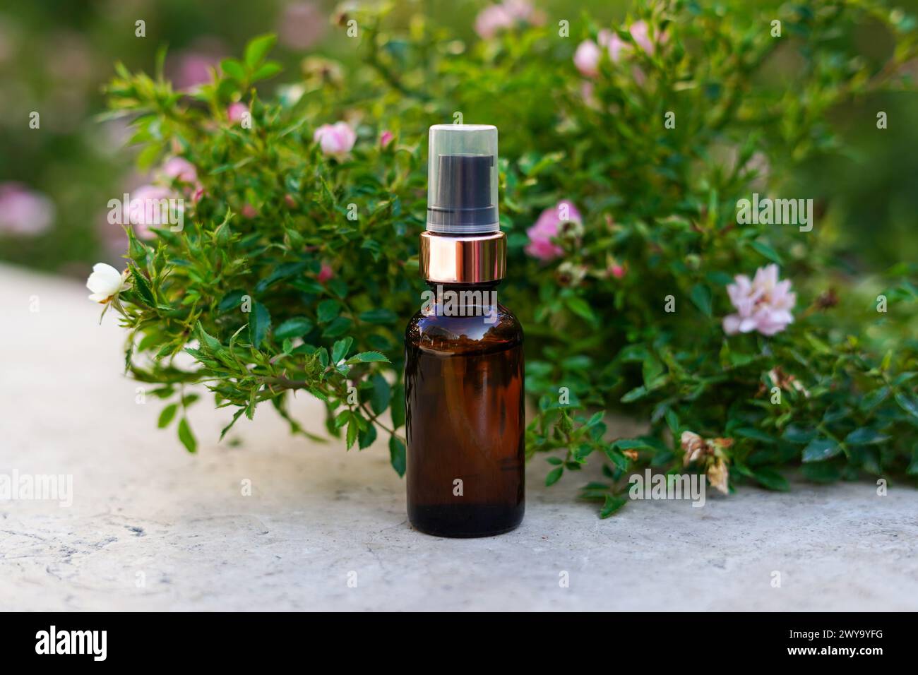 Olio essenziale in bottiglia di vetro vicino a rose rosa e foglie verdi. Essenza di erbe. Medicina sana alternativa. Cura della pelle Foto Stock