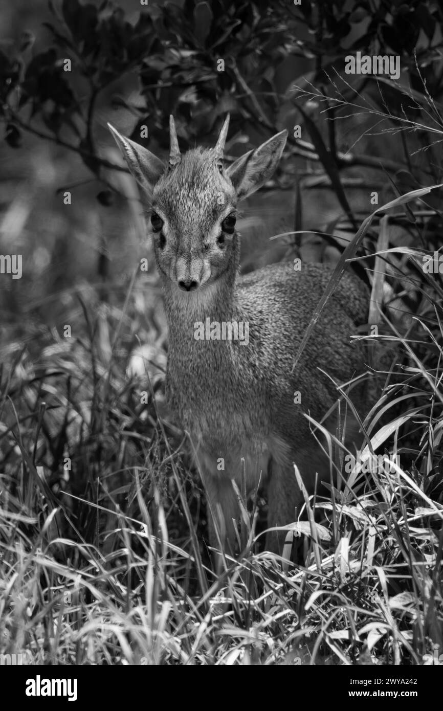 Mono Kirk dik-dik in erba lunga Foto Stock