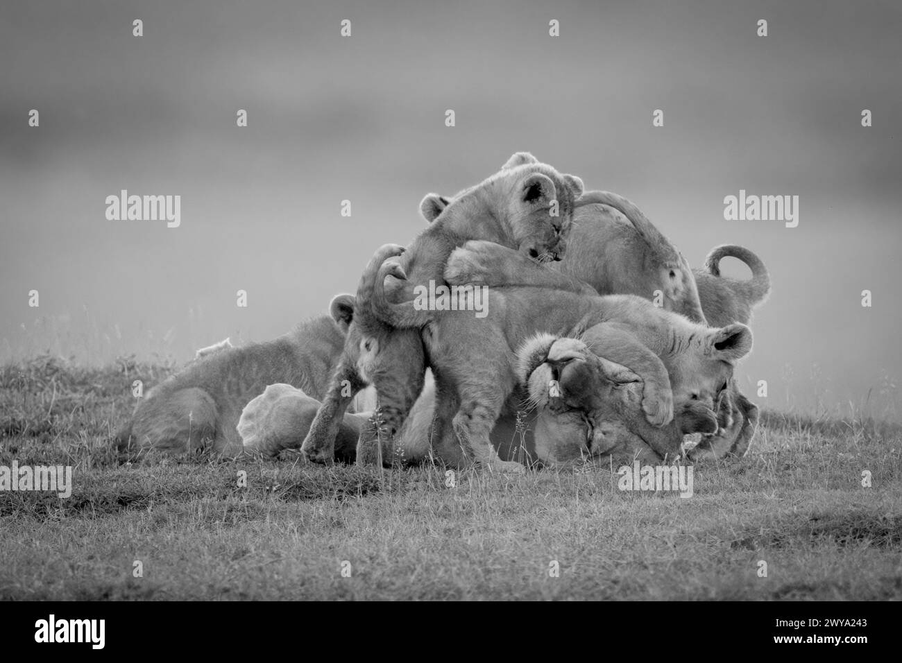 Lioness giace ricoperta di cuccioli su savannah Foto Stock