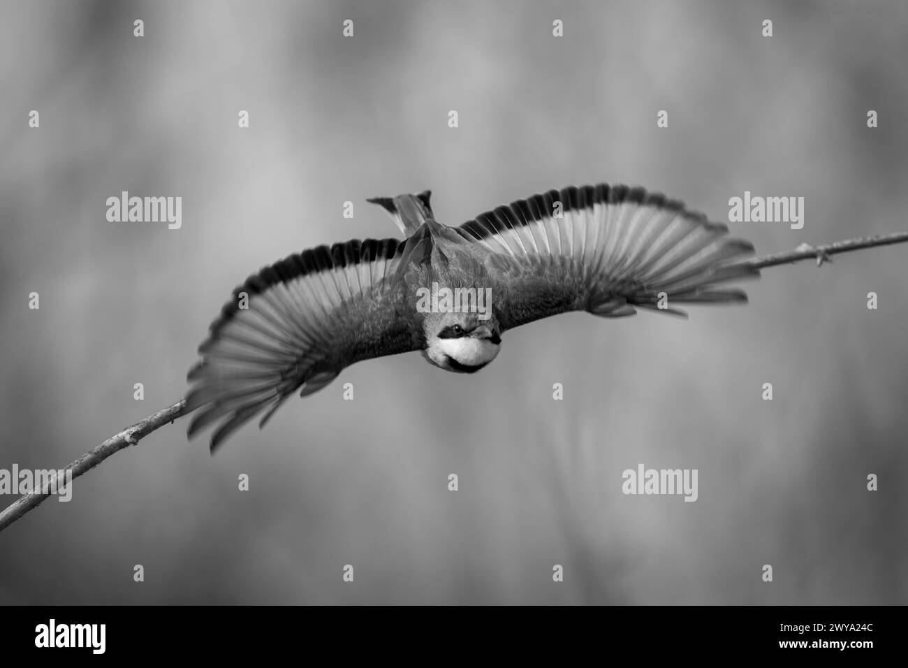 Il piccolo mangiatetto mono decolora verso la fotocamera Foto Stock
