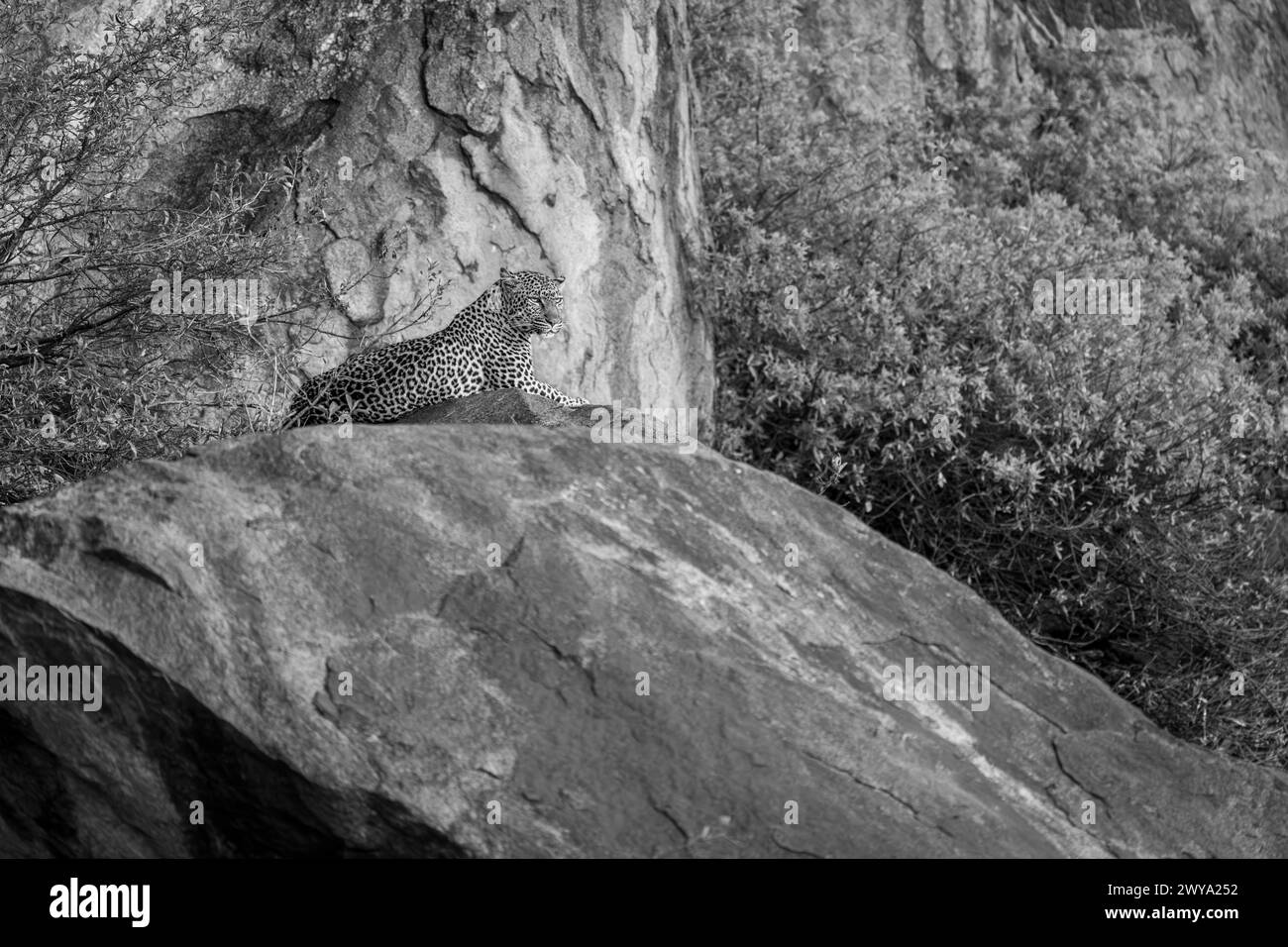 leopardo mono sulla roccia che si inaspriscono a distanza Foto Stock