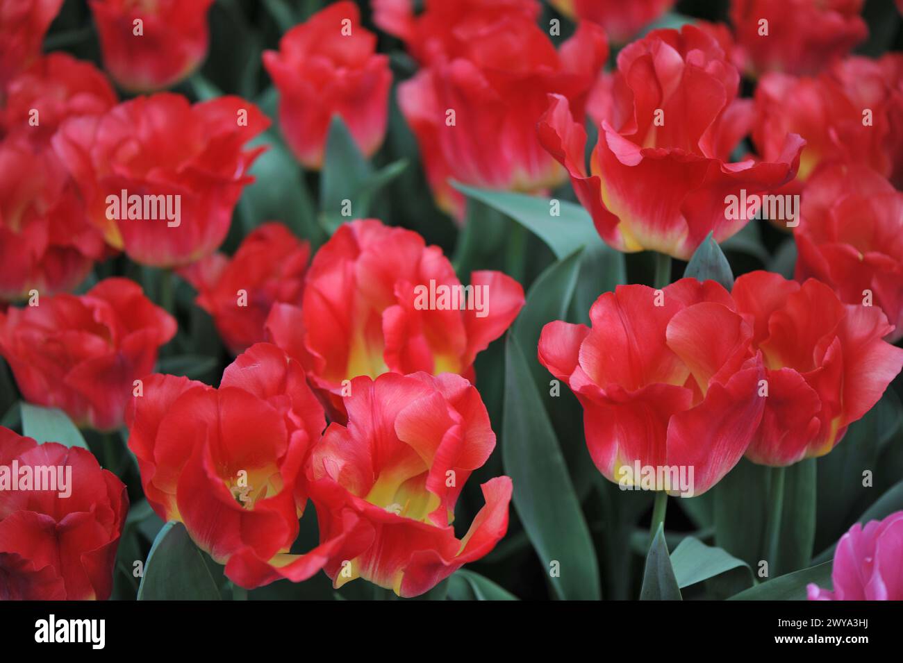 Tulipani Triumph rossi e gialli (Tulipa) Match fiorire in un giardino nel mese di aprile Foto Stock