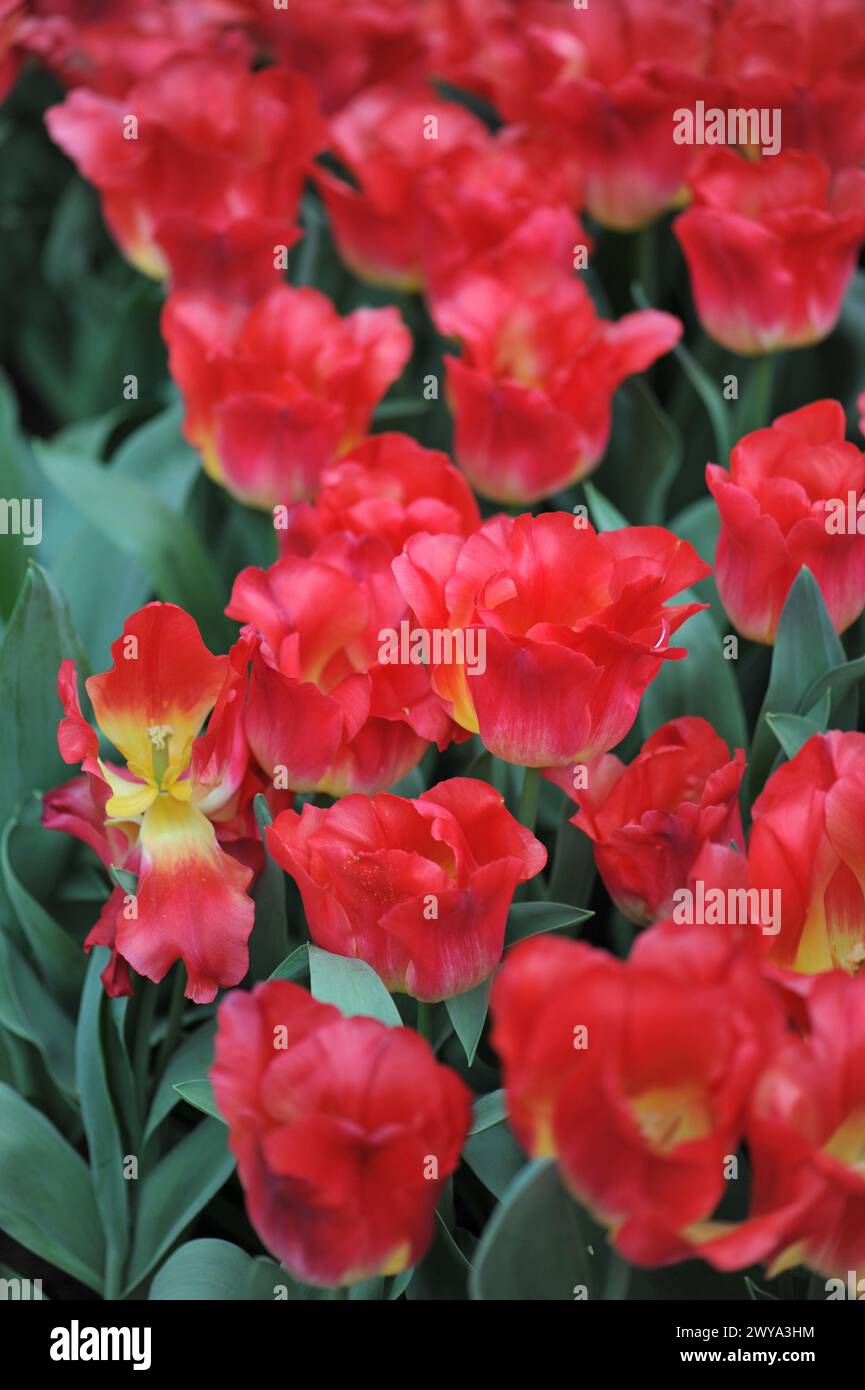 Tulipani Triumph rossi e gialli (Tulipa) Match fiorire in un giardino nel mese di aprile Foto Stock