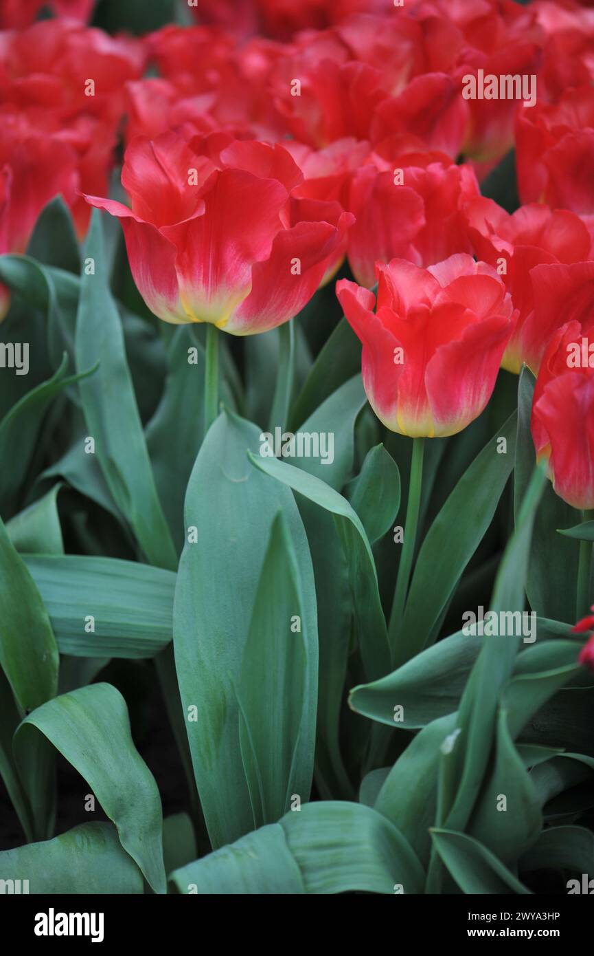 Tulipani Triumph rossi e gialli (Tulipa) Match fiorire in un giardino nel mese di aprile Foto Stock