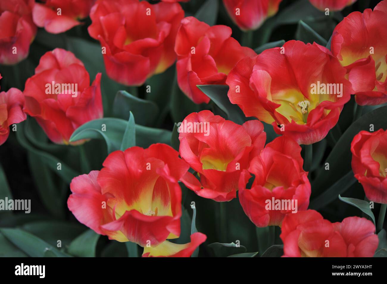 Tulipani Triumph rossi e gialli (Tulipa) Match fiorire in un giardino nel mese di aprile Foto Stock