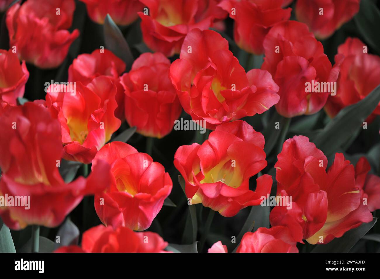 Tulipani Triumph rossi e gialli (Tulipa) Match fiorire in un giardino nel mese di aprile Foto Stock