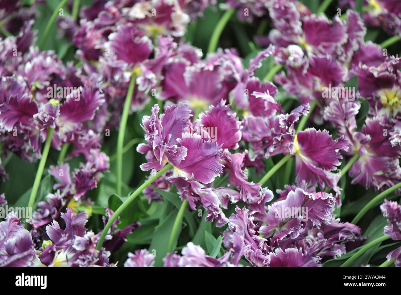 Rosa viola con bordi bianchi tulipani (Tulipa) misterioso pappagallo fioriscono in un giardino ad aprile Foto Stock